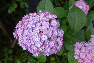 DSC08236_R