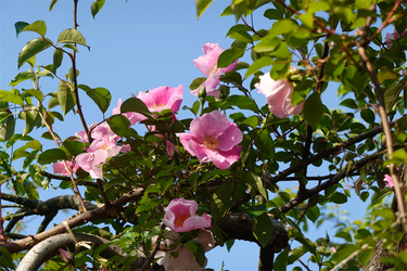 DSC06771_R