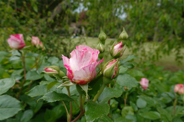 DSC00645_R