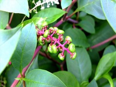 DSCF9454_R