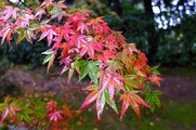 DSCF7520_R