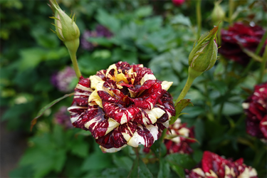 DSC08592_R