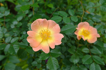 DSC07372_R