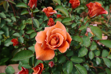 DSC06835_R