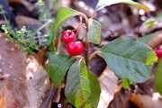 DSCF9486_R