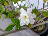 DSCF2394_R