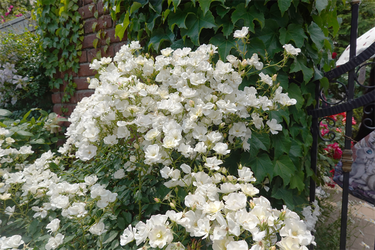 DSC01266_R