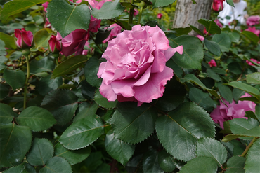 DSC06839 (1)_R