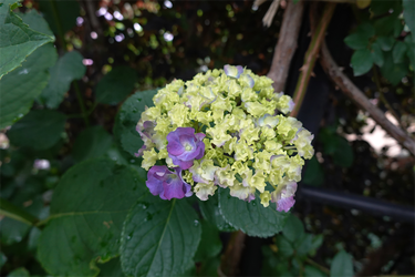 DSC08184_R