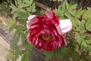 DSCF1180_R