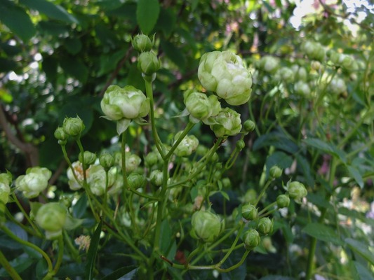 DSCF9871