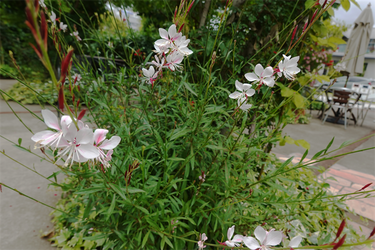 DSC08242_R