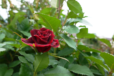 DSC06920_R