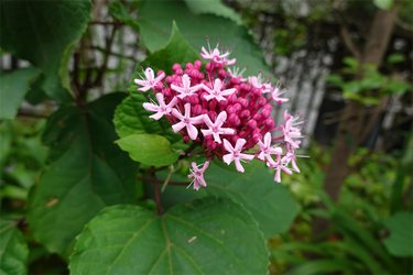 DSC08705_R