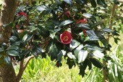 DSCF0825_R