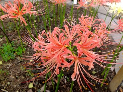 DSCF5578_R