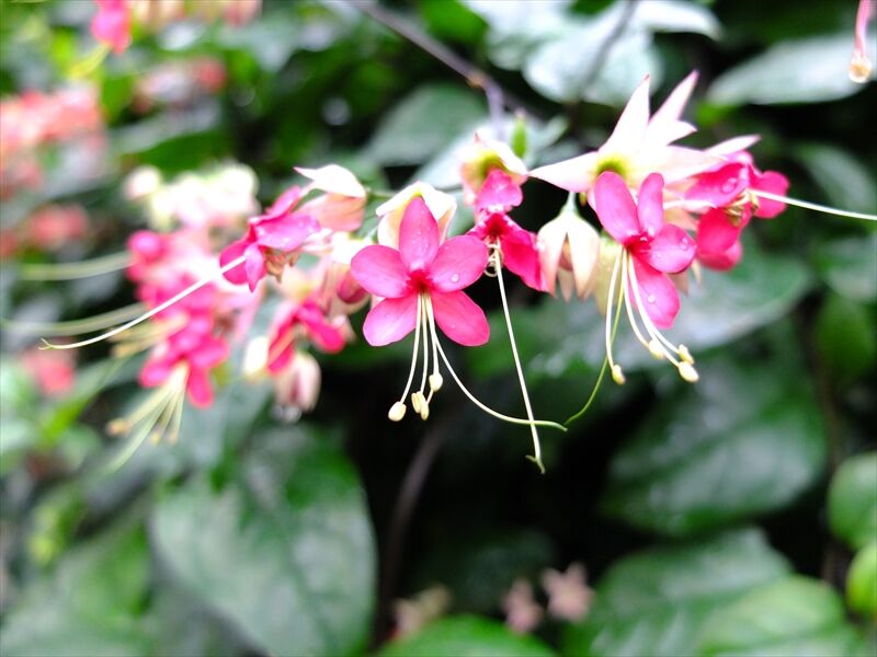 藍川京 の部屋 新宿御苑 温室の花 1 Livedoor Blog ブログ 藍川京 の部屋 新宿御苑 温室の花 1 Livedoor Blog ブログ