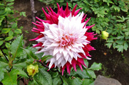DSCF3676_R