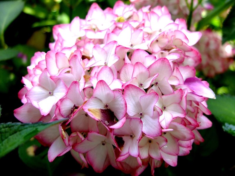 藍川京 の部屋 横浜イングリッシュガーデン 薔薇 紫陽花 クレマチス Livedoor Blog ブログ