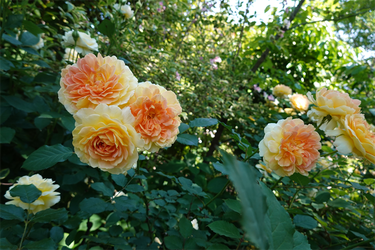 DSC07702_R