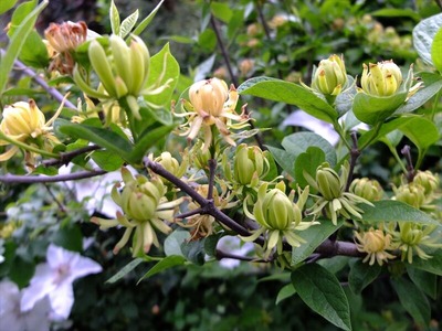 DSCF2438_R