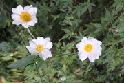 DSCF7555_R