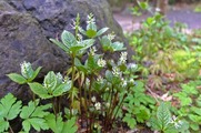 DSCF2221_R