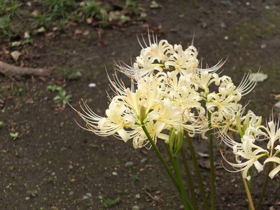 DSCF8552_R
