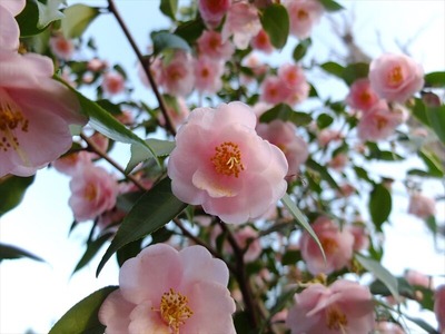 DSCF4710_R