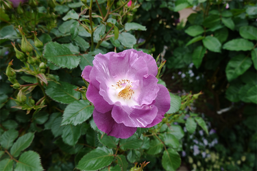DSC06969_R