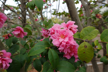 DSC05982_R