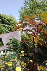 DSC09004_R