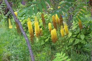 DSCF2917_R