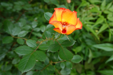 DSC07437_R
