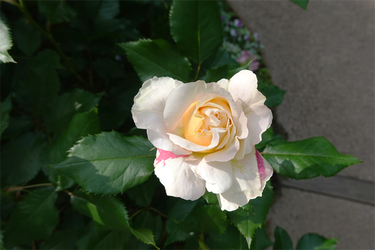 DSC07018_R