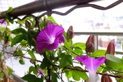 DSCF5990_R