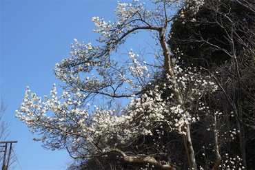 DSC06284_R