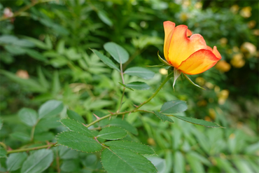 DSC07438_R