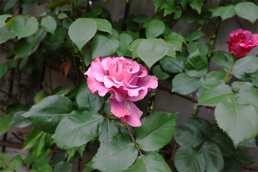 DSC06967_R