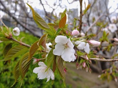 DSCF8023_R