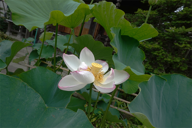 DSC08720_R