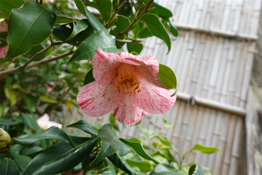 DSC06094_R