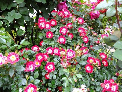 DSCF3255_R