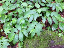 DSCF0950_R