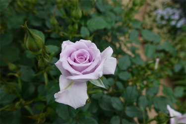 DSC06972_R
