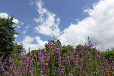 DSC09018_R
