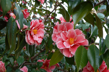 DSC00619_R