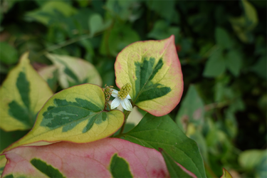 DSC08101_R