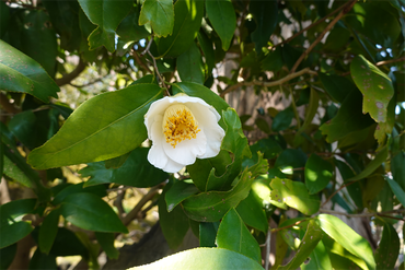 DSC06233_R