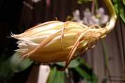 DSCF3370_R